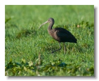 Glossy Ibis_ANL_3812